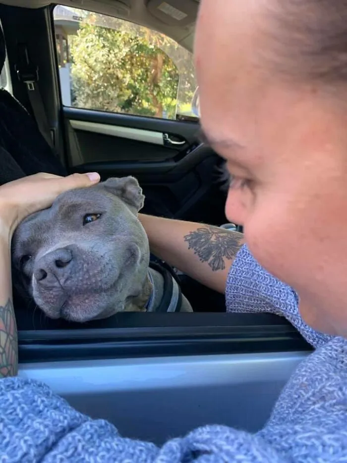 Today I Met Blue, It Was Love At First Sight, Look At Her Face?!?! Ahhhh My Heart Exploded. Her Owner Said She Could Be Petted All Day, A Job I Would Happily Take On