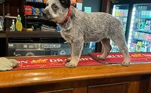 50 Reasons Why 'Dogspotting' Is Probably The Purest Facebook Group Ever (New Pics)