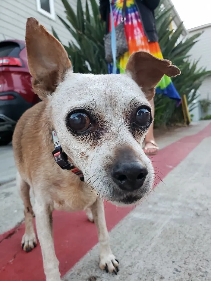 Hoy os presento a Arnold ¡Tiene 17 años!
