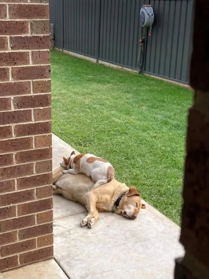 Bueno, así que mi madre hizo un poco de Dogspotting hoy en un turno de trabajo, y me envió esto a través de texto. Mensaje de mi madre: "¿Pero qué...?" Yo: ¡Oh Dios mío!