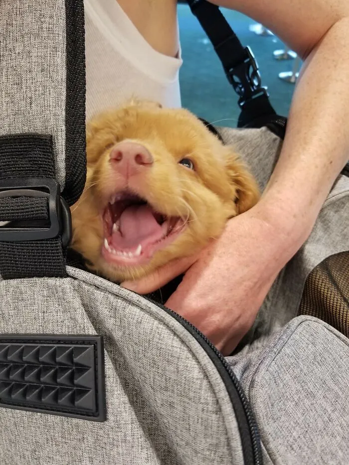 Hoy conocí a este perrito de 9 semanas muy feliz y dormido y pensé que podría morir. 16/10 Por el bostezo más suave y sonriente