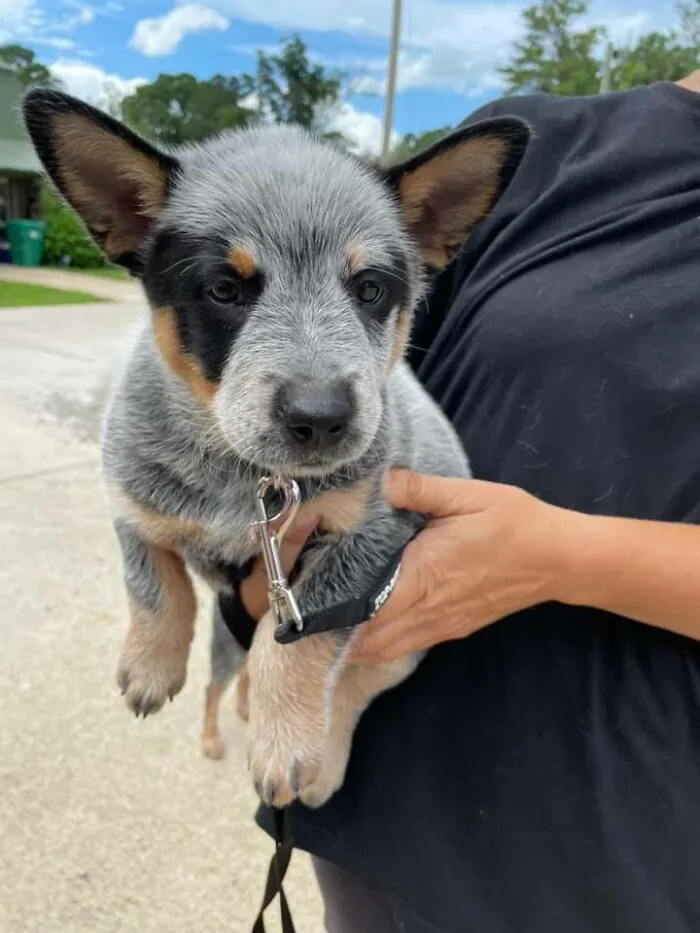 El nuevo cachorro de mi vecina... os presento a Casey