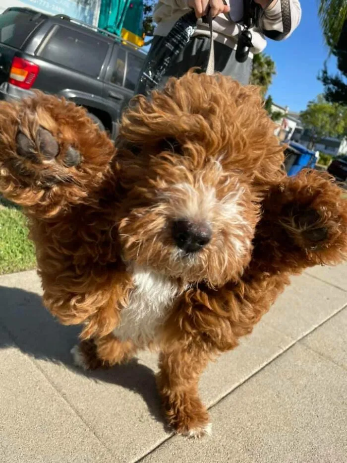 ¡Alguien en mi edificio tiene un cachorro Goldendoodle! Me agaché para tomarle una foto y levantó las patas Se llama Max y tiene 3 meses