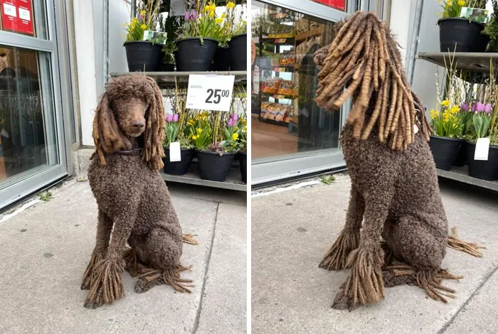 Vi a esta reina fuera de Value Mart hoy. Ella no tenía que habernos hecho ese giro de cabeza así de fuerte