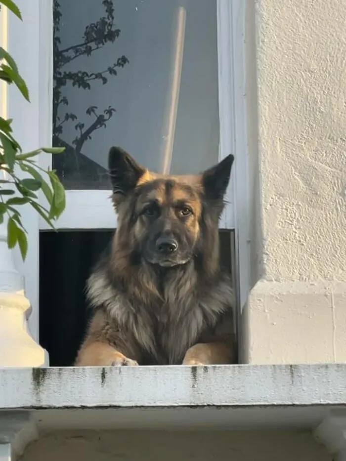 Avistado El León Más Majestuoso Vigilando Su Manada En El Corazón De Hackney. 15/10 Volvería A Hacer Contacto Visual Prolongado. Puro Amor
