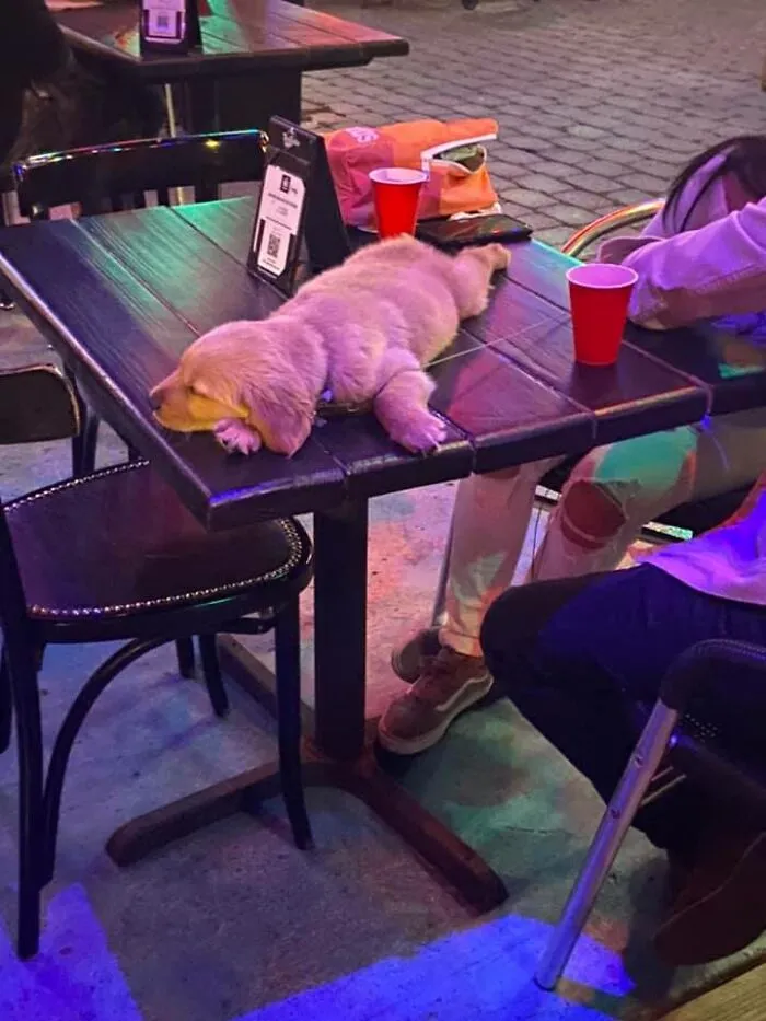 Buenas noches, cachorrito