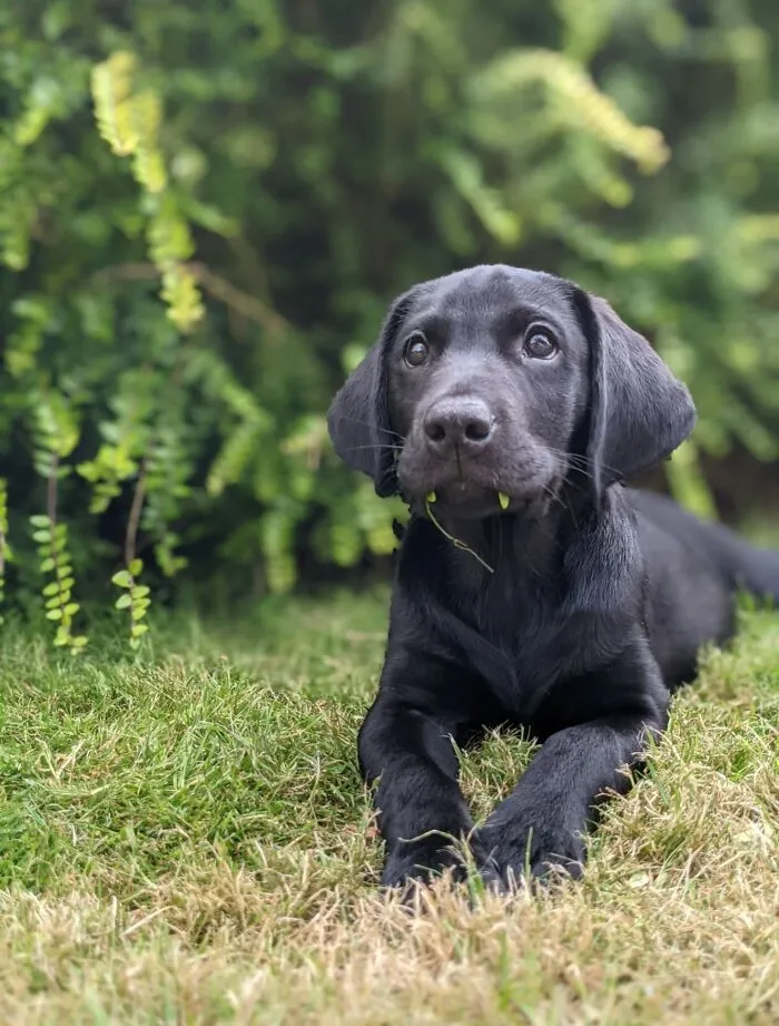 Rafferty, el cachorro labrador negro o vampiro. Probablemente no te chuparía la sangre, pero seguro que se comería tus cordones