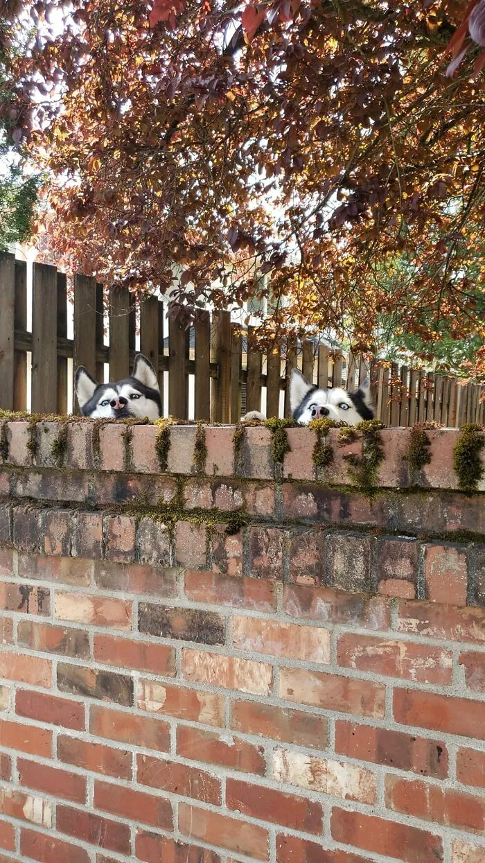 These Two Goofballs Gave Me A Mini Heart Attack When They Popped Up To Wall Here. No Borks, Only Wanted Pets. Would Gladly Pet These Shed Monsters Again
