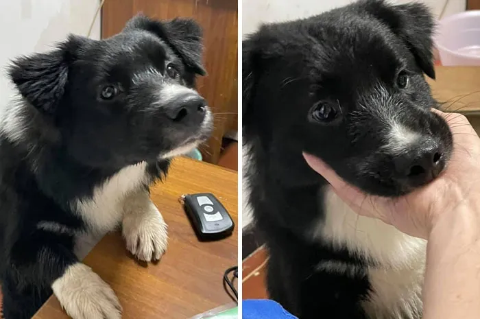 Acabo de encontrar al bebé más dulce perdido en la lluvia. Comenzó a seguirme mientras paseaba a mi perro. Actualmente se busca a sus dueños mientras espera en la oficina de seguridad de nuestro edificio. La llevaré al veterinario por la mañana para ver si tiene microchip