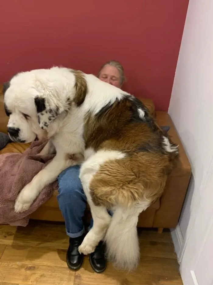 Mira al humano. Un oso de peluche de 2 años