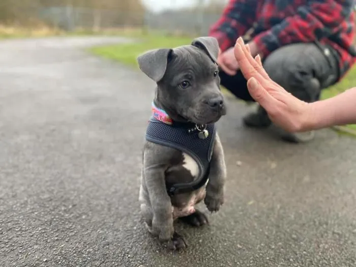 Stop Right There Sir. You Are Simply Too Sweet To Be Allowed. This Is Cooper, He Was Out On His First Big Walkies