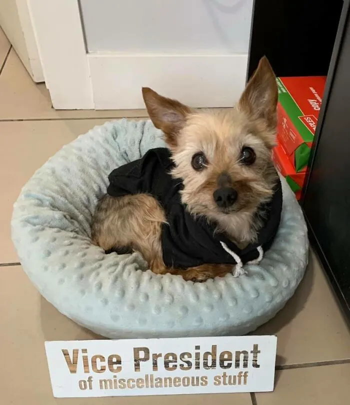 Our Office Recently Hired A Senior. He’s 15. Has No Teeth, Can Barely Smell Or Hear. But He Is Perfect