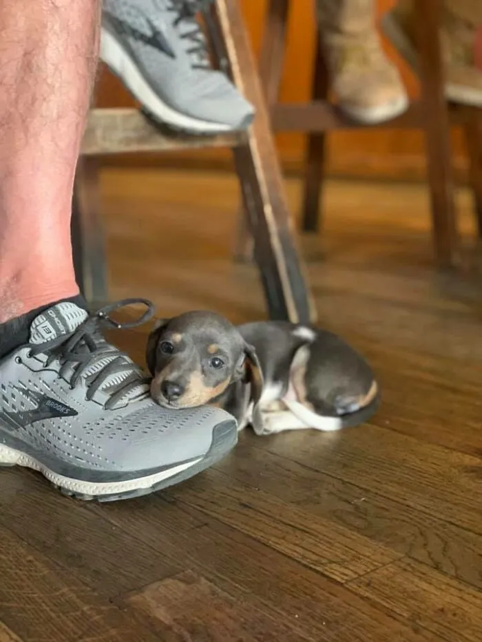 This Little Princess Came Into My Work Today. Her Name Is Blu And I Can’t Handle How Tiny She Is. She Took Over My Heart. 2238578483/10 Would Let Her Run Around Again