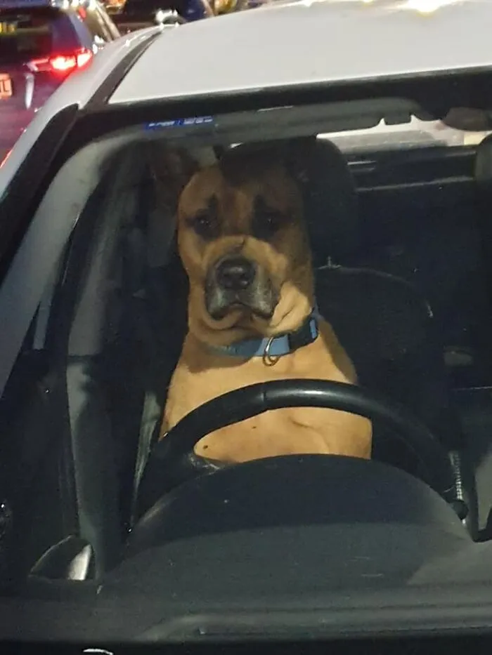 Parece que Scooby Doo está esperando pacientemente a que Shaggy vuelva con Scooby Snacks