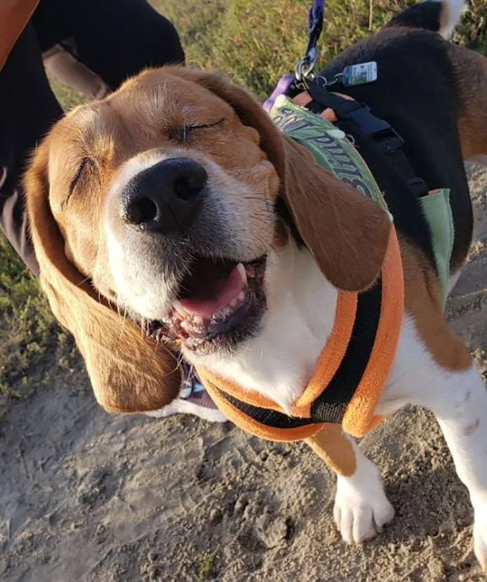 Dewey Is 6 And He Sees With His Heart... And With His Nose And His Ears. Blindness Does Not Stop Him From Enjoying Life, Or A Day At The Beach. He Has A Very Loving Mom And Dad Who Know How To Care For Him Properly. 1000/10 For This Boy