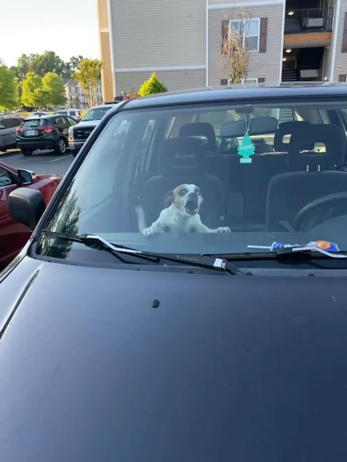 En modo protección. ¿Cómo me atrevo a acercarme tanto a su coche? Sólo reacciona con rabia