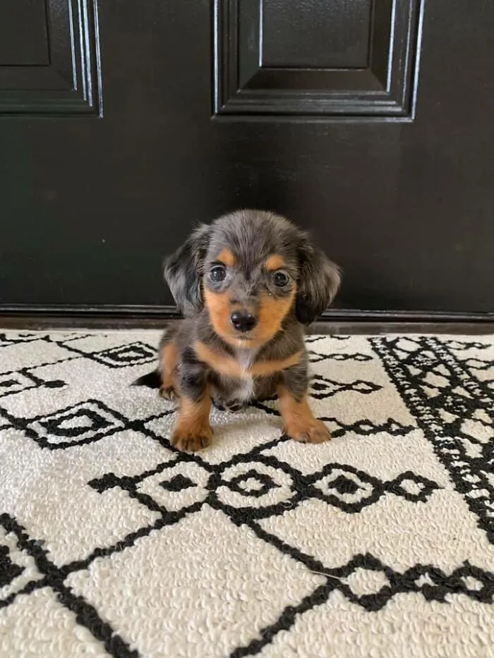 Aquí estamos de nuevo. Este ni siquiera es mi perro, es un cliente que vi hoy. ¡Moose!