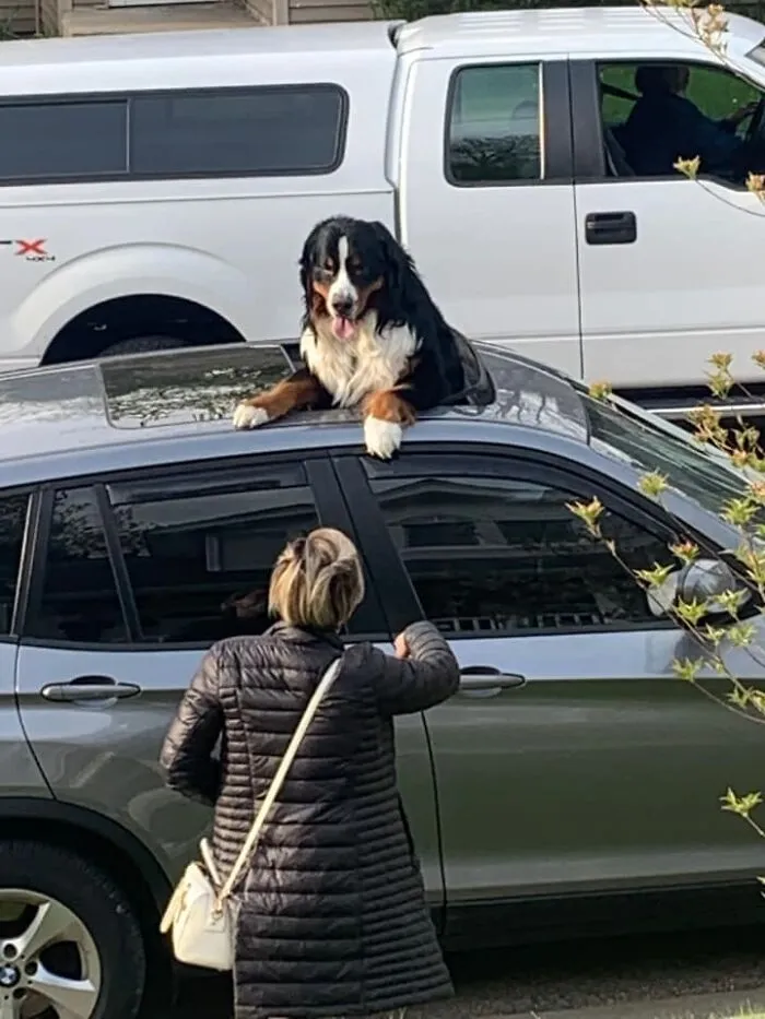 “You Get Down From There Right Now Mister”