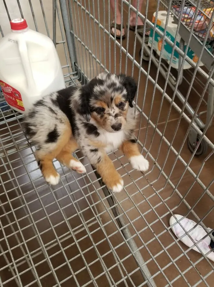 Spotted This Baby At The Grocery Store And Forgot What I Went For