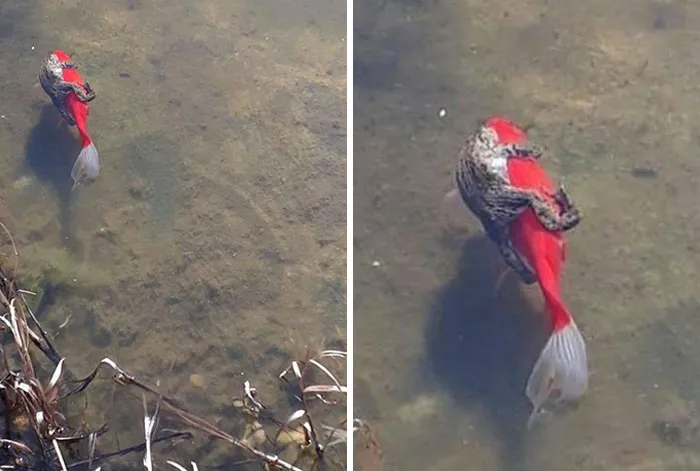 La primera vez que veo una rana montada en un pez