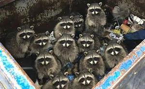 This Online Group Shares Funny Pics Of Racoons That Prove They May Be The Goofiest Animal Ever (50 Pics)