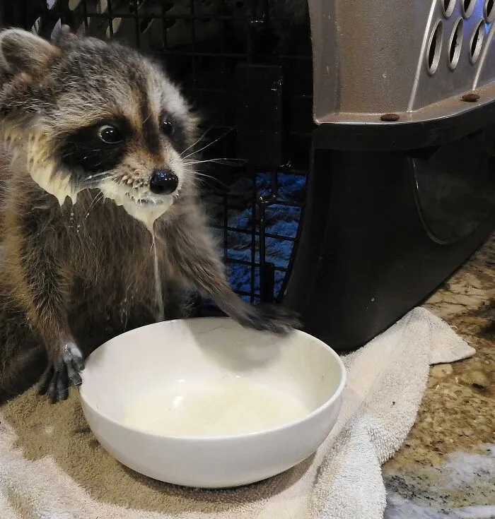 He Needs Some Milk