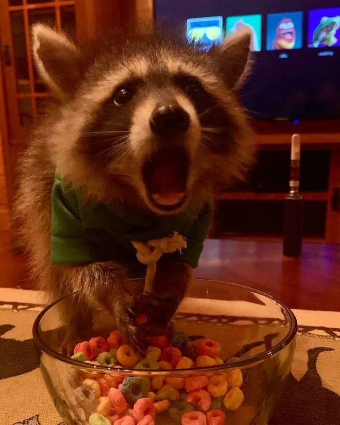Mom! Moooooommmmmmmmmmmm! I Requested Lasagna!!! Where’s The Lasagna?!! Mom! Noo!!! Moooooommmmm!!!