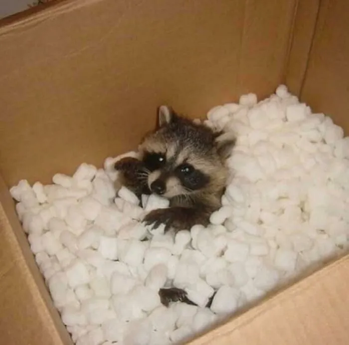 This Package Arrived For You