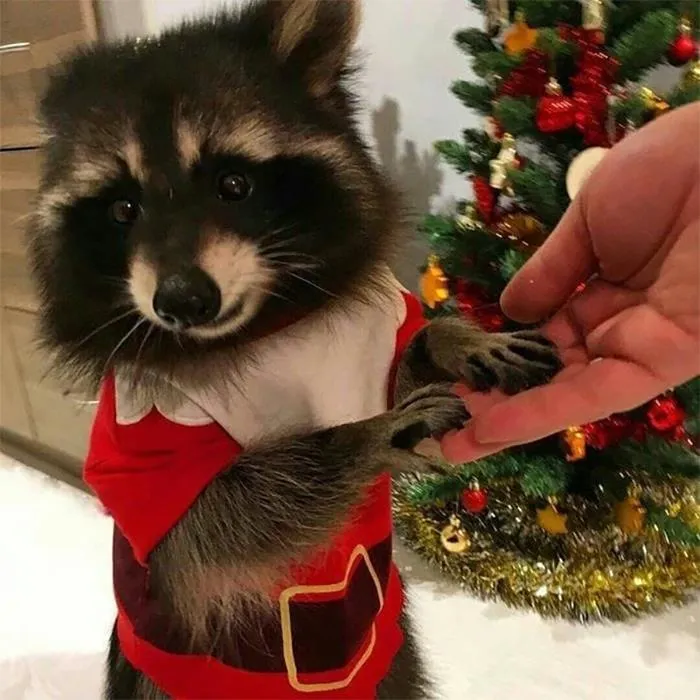 I Have A Feeling He's Only In It For The Milk And Cookies