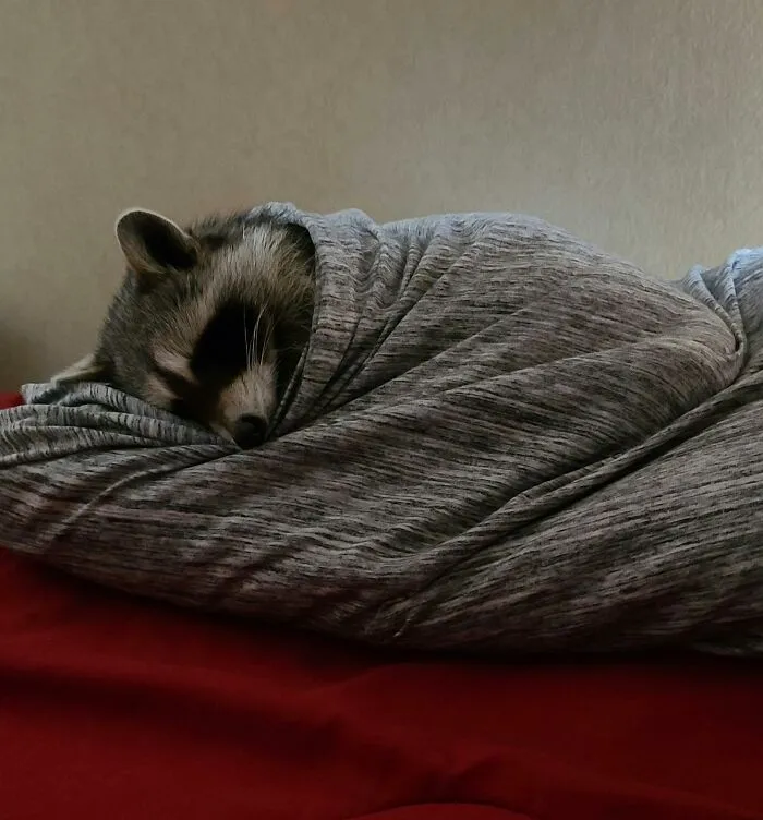 Blanky Mode Gn