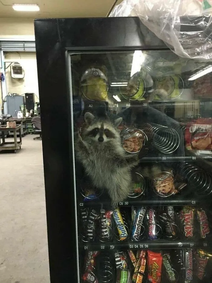 Lookin Like A Snacc