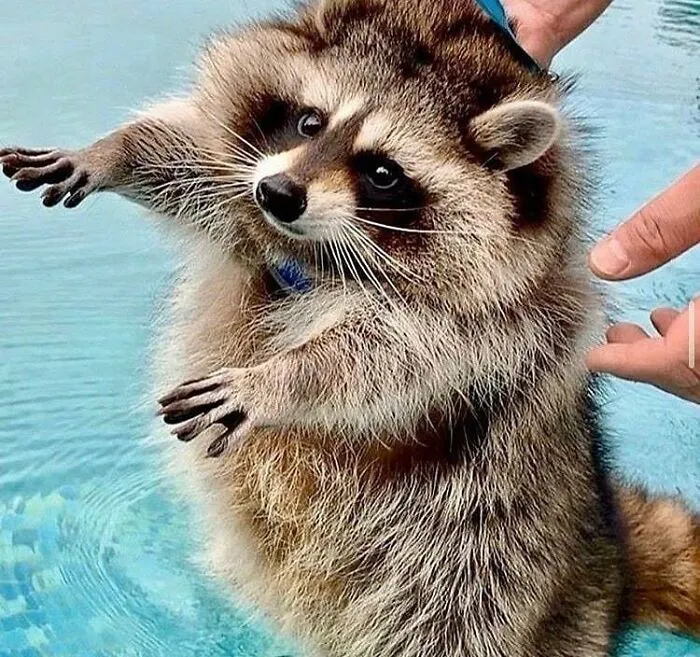Litol Fingies