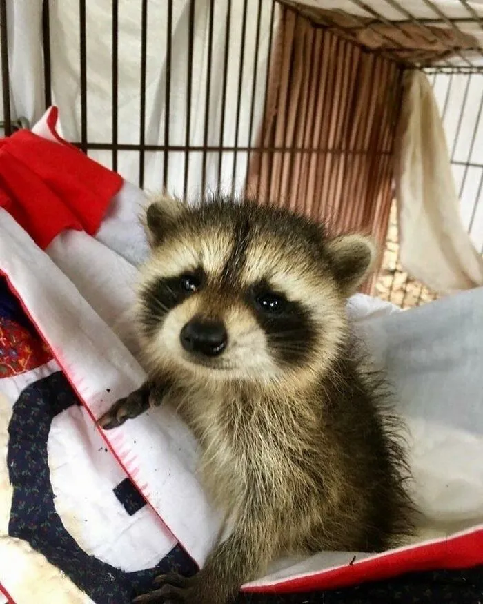 Pequeño