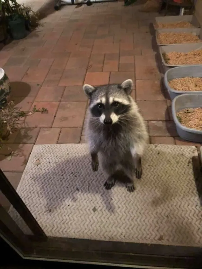 Me Coming At Home Drunk At 4am Waiting To My Mom To Wake Up At 7am Because I Forgot The Keys