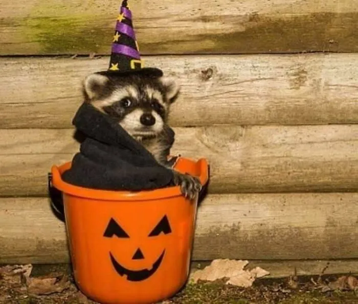 Spoopy Season Is Upon Us. May God Have Mercy On Our Souls