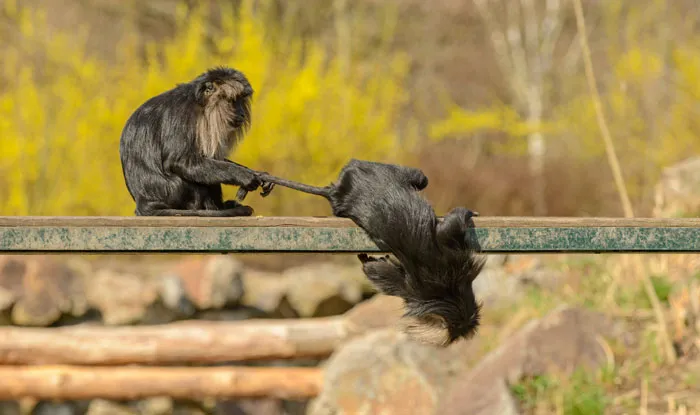 Two funny monkeys playing on a branch, one hanging upside down in a playful act.