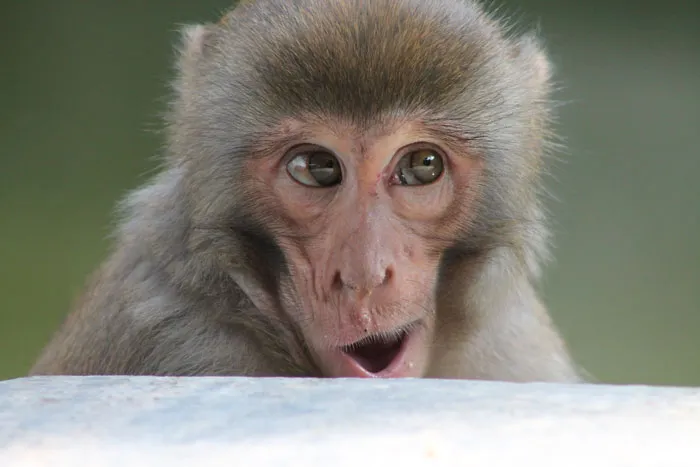 Funny monkey with surprised expression peeking over a ledge.