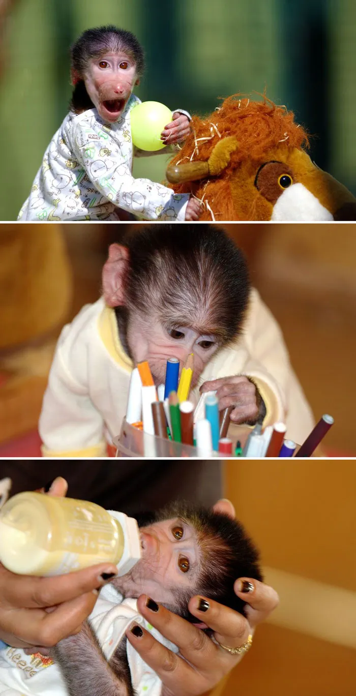 Monkeys playing with toys, inspecting pens, and being fed with a bottle in cute and funny scenarios.