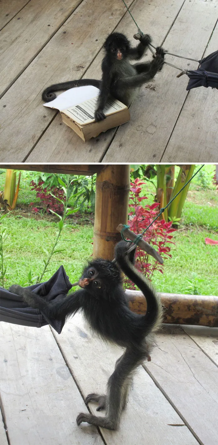 Funny monkey playing with an umbrella and book on a wooden deck.