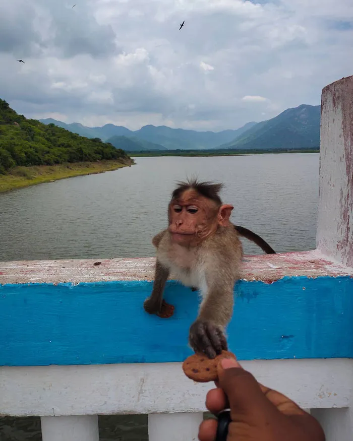 Monkey reaching for a cookie on a blue and white railing by a lake with mountains in the background.