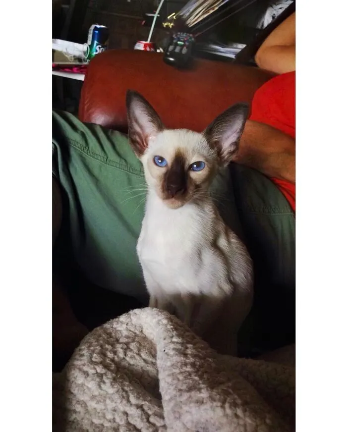 Loki As A Kitten