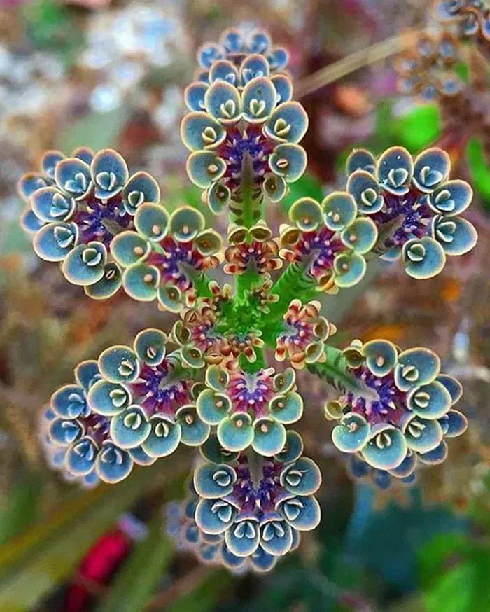 Planta suculenta "kalanchoe"