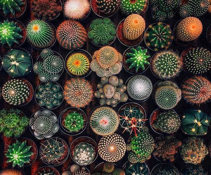 Geometría natural