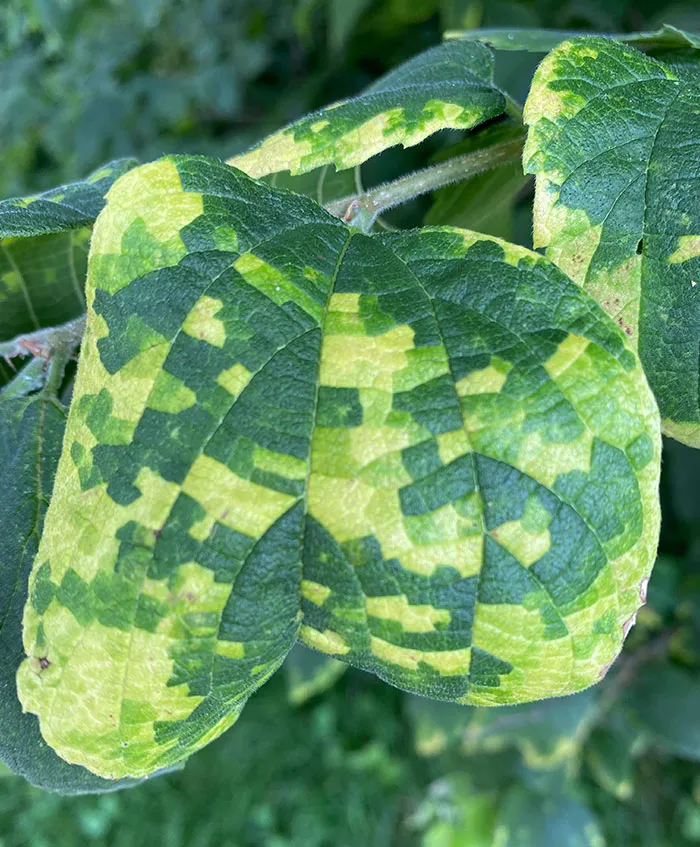 Hoja enferma que parece pixelada