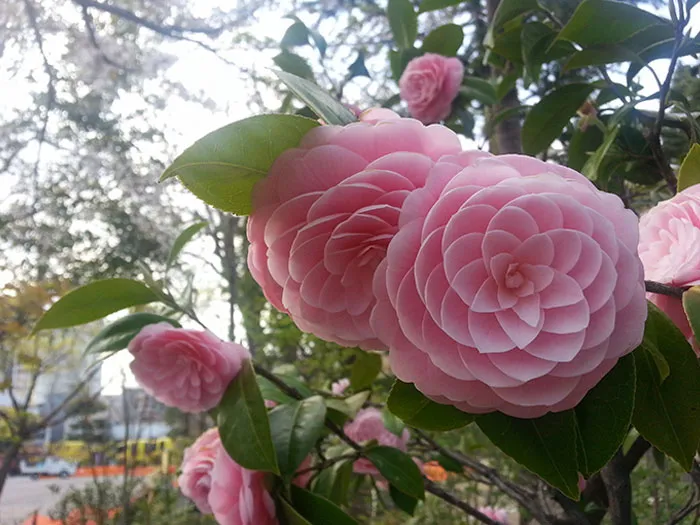La simetría de esta flor