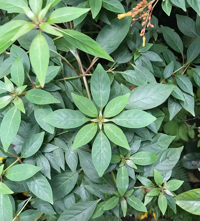 The Perfect Symmetry Of This Plant