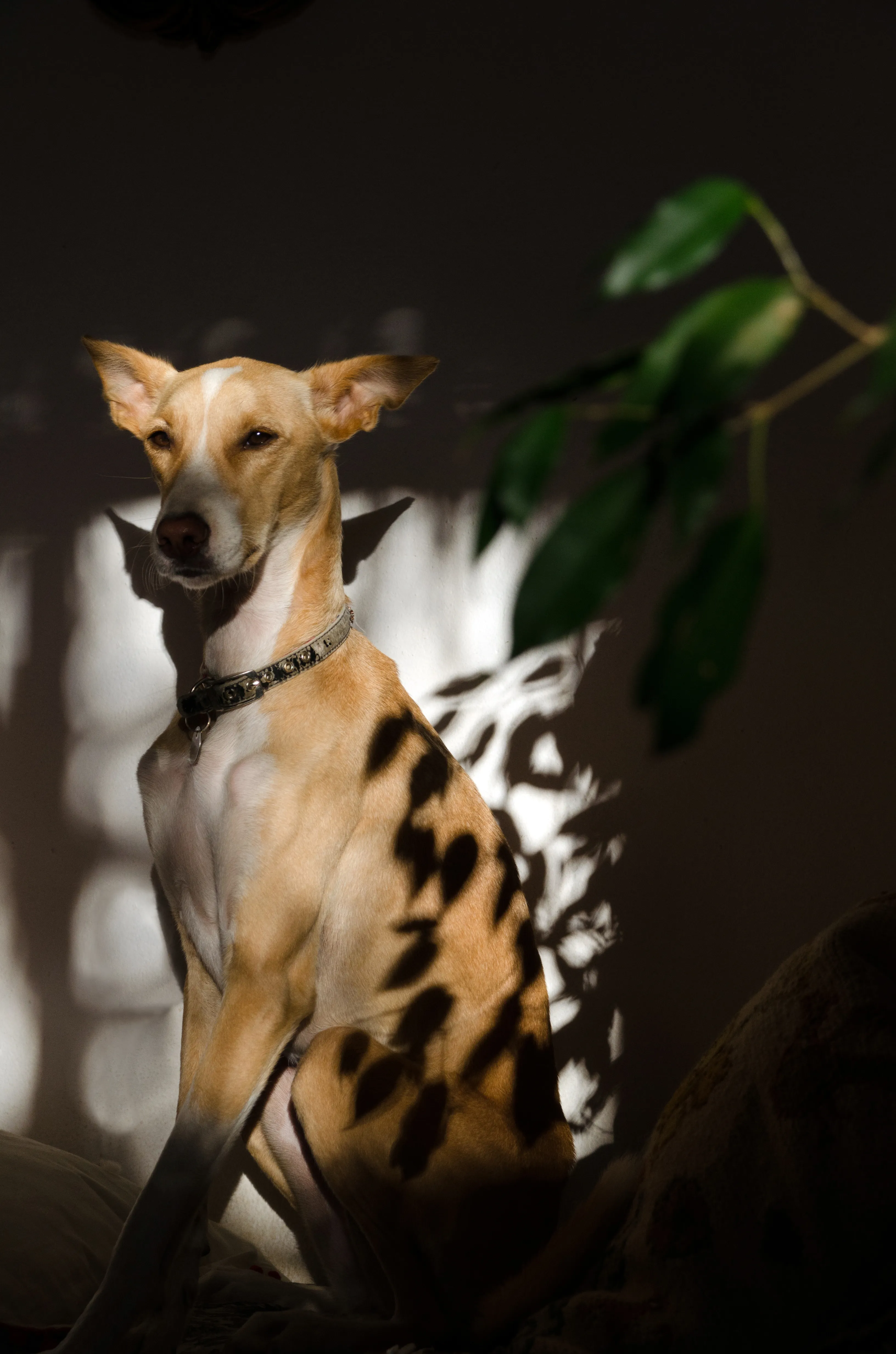 My Dog Is A Super Model Of The World And She Tells Me How She Wants To Be Photographed