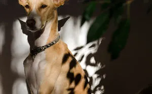 My Dog Is A Super Model Of The World And She Tells Me How She Wants To Be Photographed