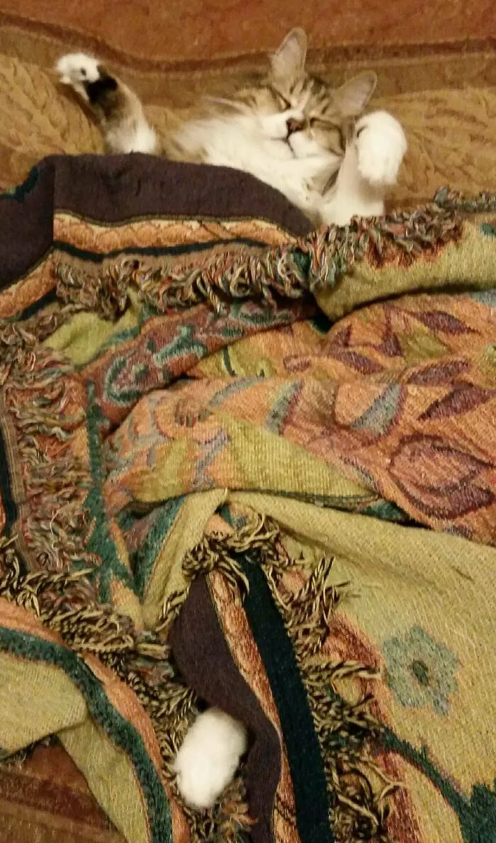 I Haz Cozy      This Is Grendel. I Really Need To Go To Bed But I Don't Want To Wake Him Up. How Do They Manage This Manipulation On A Global Level?