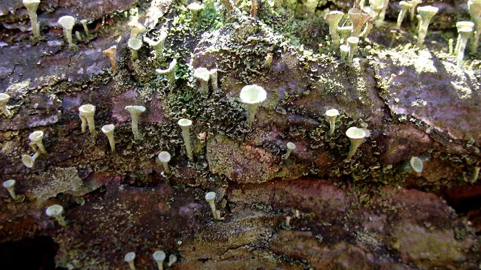 "Mini-Forrest" Growing On A Fallen Tree